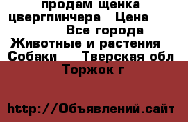 продам щенка цвергпинчера › Цена ­ 15 000 - Все города Животные и растения » Собаки   . Тверская обл.,Торжок г.